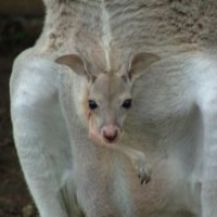 metode-kangguru-untuk-bayi-prematur