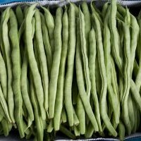 polong-polongan hijau