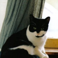 infeksi-akibat-cakaran-dan-gigitan-kucing